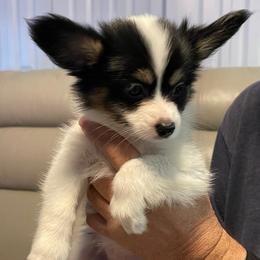 Sky - White black and tan female Papillon puppy in Central Florida, Florida from Sunshine Papillons Central Florida