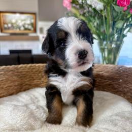 Blue Collar - Tri-color male Bernedoodle puppy in Indiahoma, Oklahoma from Farm Fresh Doodles