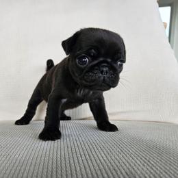 Girl 2 - Black female Pug puppy in Jacksonville, North Carolina from Coliseum de Cassiope