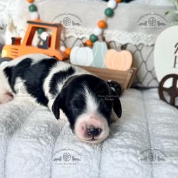 Miss. Yellow-2200 - Piebald female Dachshund puppy in Sparr, Florida from From the Heart Doxies