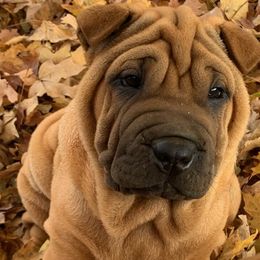 Girl 5 - Red fawn Chinese Shar-Pei puppy in Elkin, North Carolina from Martini Shar-Pei