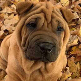 Girl 5 - Red fawn Chinese Shar-Pei puppy in Elkin, North Carolina from Martini Shar-Pei