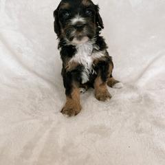 Australian Mountain Doodle, Bernedoodle, and Bernese Mountain Dog Puppies from Berns & Doodles