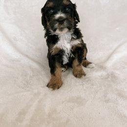 Australian Mountain Doodle, Bernedoodle, and Bernese Mountain Dog Puppies from Berns & Doodles