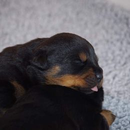 Rottweiler Puppies from Ostenberg Rottweilers LLC