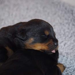 Rottweiler Puppies from Ostenberg Rottweilers LLC