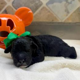 Geo (F2bb green boy) - Black and white male Aussiedoodle puppy in Midlothian, Texas from Gray Doodles