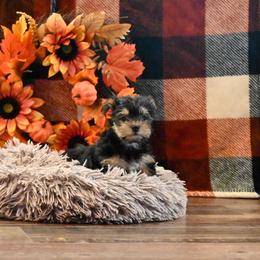 Clint - Black and tan male Morkie puppy in Guthrie, Kentucky from Happy Tail Puppies