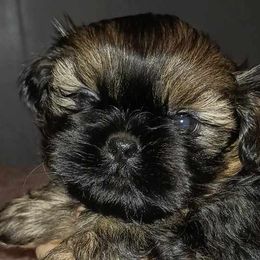 Boy 2 - Shih Tzu puppy in Birmingham, Alabama from K&D kennels