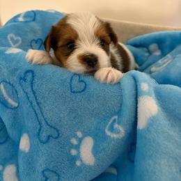Bailey - Parti male Yorkshire Terrier puppy in Beulaville, North Carolina from Sunset Ranch