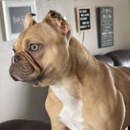 French Bulldogs from Streit Up Frenchies