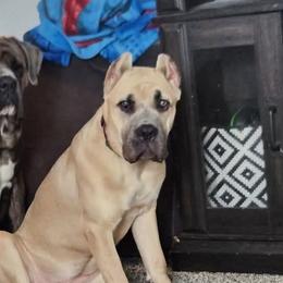 Cane Corso from Hillside corsos