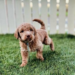Suede - Apricot female Labradoodle puppy in Elizabeth City, North Carolina from Howdy Doodles