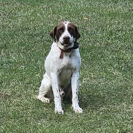 Tucker - German Shorthaired Pointer
