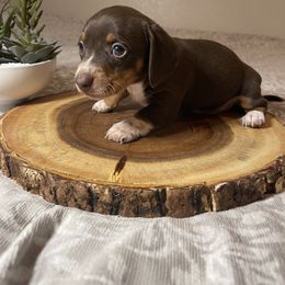 Dachshund Puppies from DachshyVerse