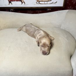 Cinnamon - Cream male Dachshund puppy in Kissimmee, Florida from Mini Doxie Cuties