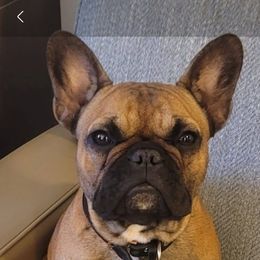 Peanut - French Bulldog