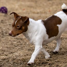 Maple - Teddy Roosevelt Terrier