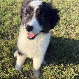 Delta - Black tri male Miniature Australian Shepherd puppy in Weatherford, Texas from F & T Aussies