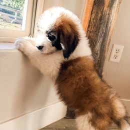 Aussiedoodles, Goldendoodles, Poodles, Saint Berdoodles, Saint Bernards, and Sheepadoodles from Rocky Ridge Ranch