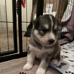 Astro - Gray and white male Siberian Husky puppy in Upton, Massachusetts from Toe Bean Huskies
