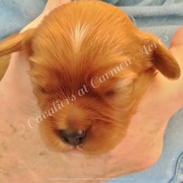 Cavalier King Charles Spaniel puppies from Cavaliers King Charles Spaniels at Carmen Acres Farm