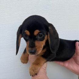 Lola - Black and tan female Dachshund puppy in Goodyear, Arizona from D&C Royal Dachshunds LLC
