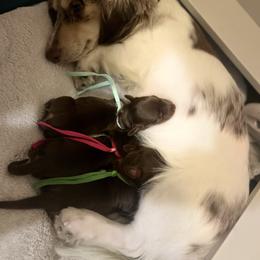 Light blue - Chocolate and tan female Dachshund puppy in Stockton, California from Dana’s  Dachshunds