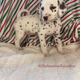 Oz - White and black male Dalmatian puppy in Chehalis, Washington from Dalmatian Vacation