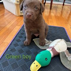 Chesapeake Bay Retriever Puppies from Marshpoint Gun Dogs