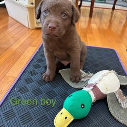 Chesapeake Bay Retriever Puppies from Marshpoint Gun Dogs