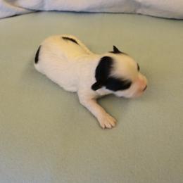 Birch - White male Havanese puppy in Sunriver, Oregon from Contigo Havanese