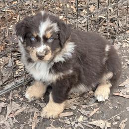 Teddy - Red merle male Australian Shepherd puppy in Macon, Georgia from Shaina’s Shepherds