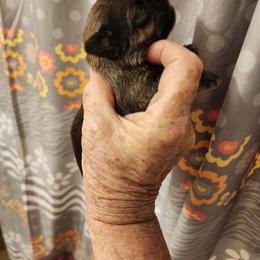 Jake - Belge male Brussels Griffon puppy in Nc, Florida from Brusseluv2