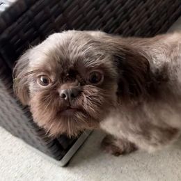 Winston - Shih Tzu