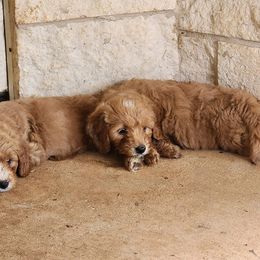 Goldendoodle Puppies from KK's Doodle Bunch