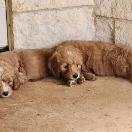Goldendoodle Puppies from KK's Doodle Bunch