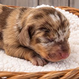 Pearl - Chocolate and tan female Dachshund puppy in Warm Springs, Arkansas from Seven Hills Arkansas