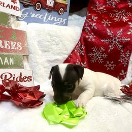Border Collie and Jack Russell Terrier Puppies from CP FARMS BORDER COLLIES N JACKS CORP