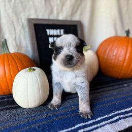 Blue boy - Blue speckled male Australian Cattle Dog puppy in Cottage Grove, Oregon from Heirloom Ranch