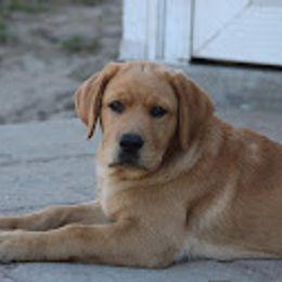 Labrador Retriever Puppies from Penny Lane Labradors