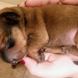 Dachshund Puppies from Firefly Farm