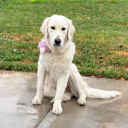 Daisy - Light golden female Golden Retriever puppy in Lakewood, California from Cloud Nine Kennel