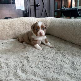 Bonnie - Red merle female Miniature American Shepherd puppy in Terryville, Connecticut from Spirited Aussies
