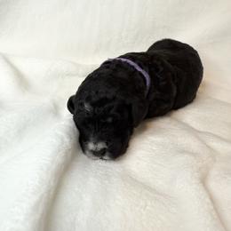 Violet - Black female Poodle puppy in Longview, Washington from Evergreen Miniature Poodles