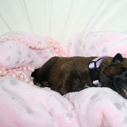 Belgian Malinois Puppies from Pyrex Kennels