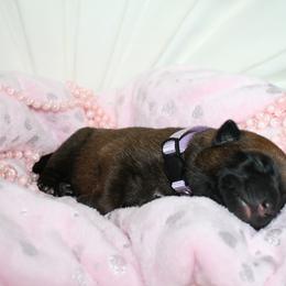 Belgian Malinois Puppies from Pyrex Kennels