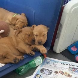 Labrador Retriever Puppies from Hidden River Retrievers