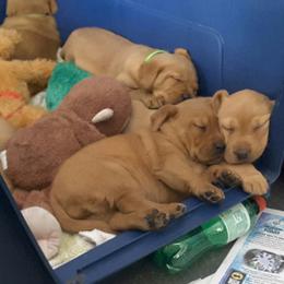 Labrador Retriever Puppies from Hidden River Retrievers