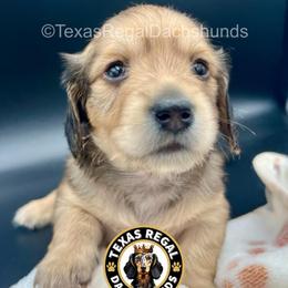 Daphne - Cream female Dachshund puppy in Houston, Texas from Texas Regal Dachshunds LLC